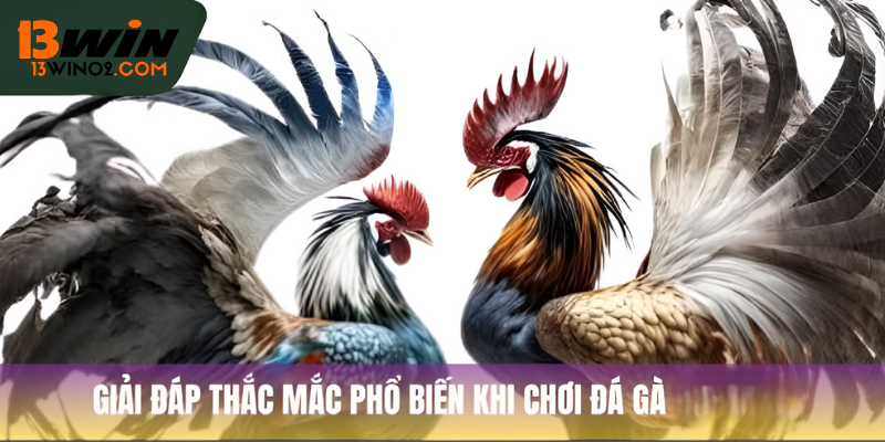 Giải đáp thắc mắc phổ biến khi chơi đá gà tại 13Win