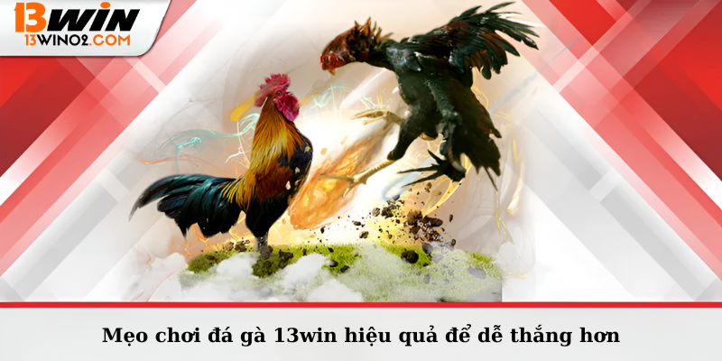 Mẹo chơi đá gà 13win hiệu quả để dễ thắng hơn