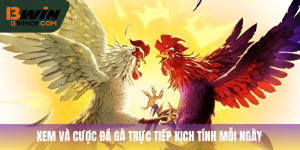 Đá Gà Trực Tiếp 13Win: Lịch Thi Đấu Và Mẹo Cược Hay Nhất