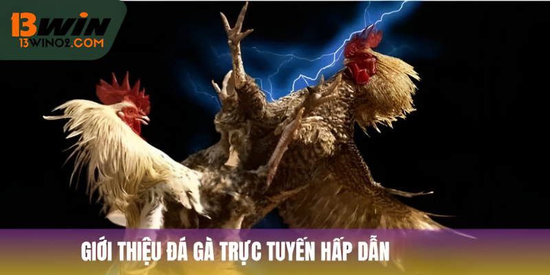 Giới thiệu đá gà trực tuyến hấp dẫn tại 13Win